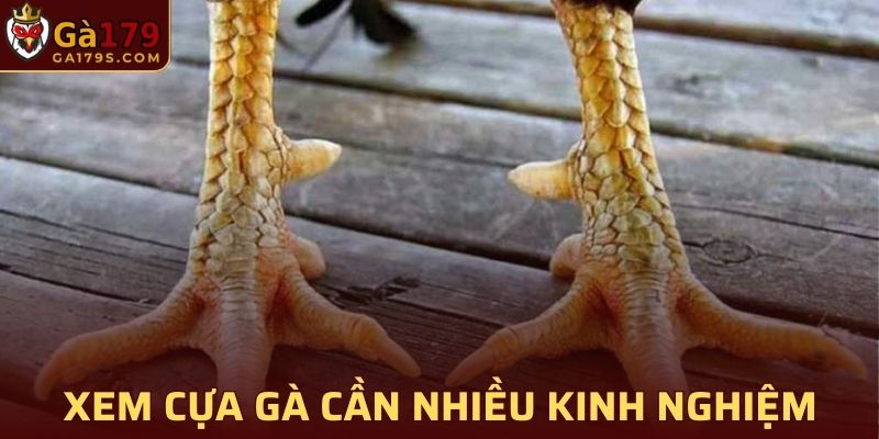 Bạn nên tự đúc rút kinh nghiệm cho chiến kê của mình