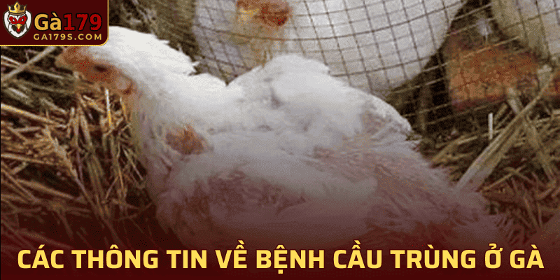 Bệnh Cầu Trùng Ở Gà