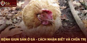 Bệnh Giun Sán Ở Gà