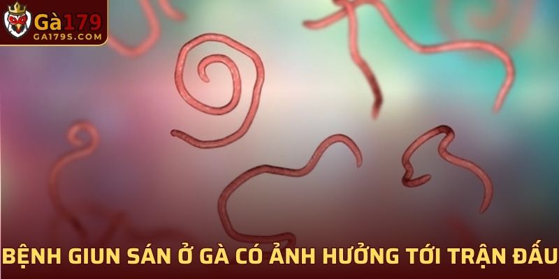 Bệnh giun sán ở gà có làm ảnh hưởng tới trận đấu không?