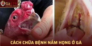 Bệnh Nấm Họng Ở Gà