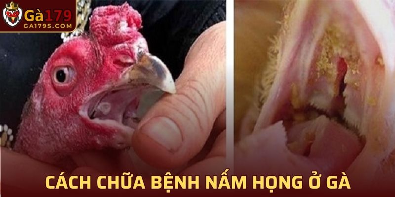 Bệnh Nấm Họng Ở Gà