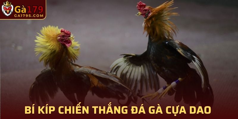 Bí kíp chiến thắng đá gà cựa dao tại GA179 đơn giản