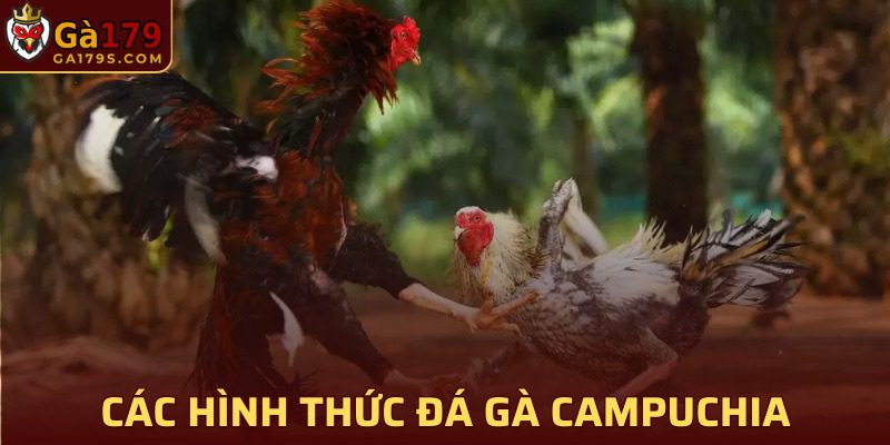 Các hình thức đá gà campuchia thú vị không nên bỏ qua