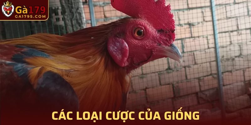 Các loại cược được sử dụng nhiều