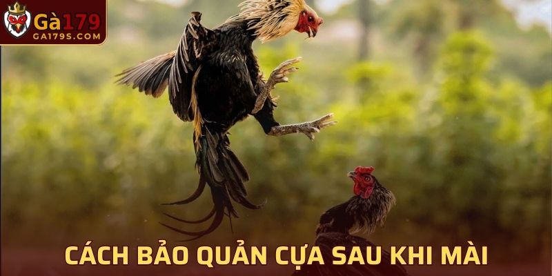 Cách bảo quản cựa sau khi mài