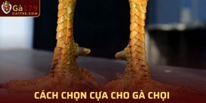 Cách chọn cựa cho gà chọi