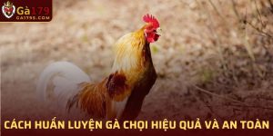 Cách Huấn Luyện Gà Chọi