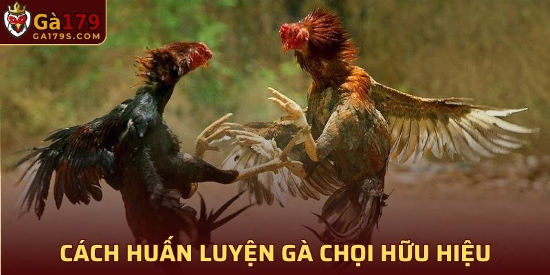 Cách huấn luyện gà chọi hữu hiệu