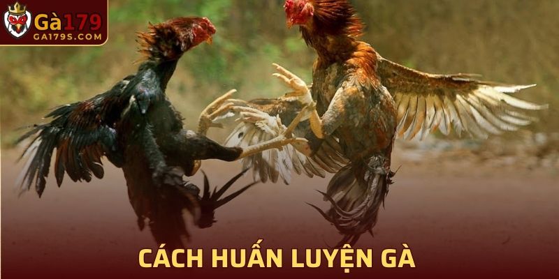 Cách huấn luyện gà có cựa tam cường