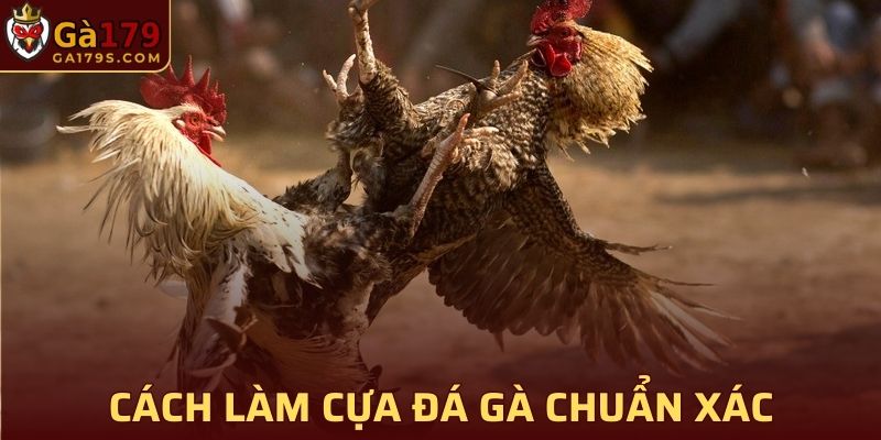 Cách làm cựa đá gà chuẩn xác