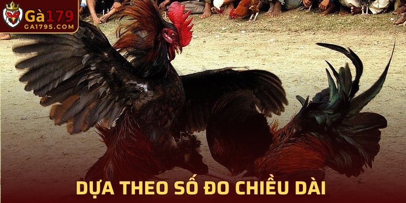 Cách làm cựa đá gà dựa theo số đo chiều dài