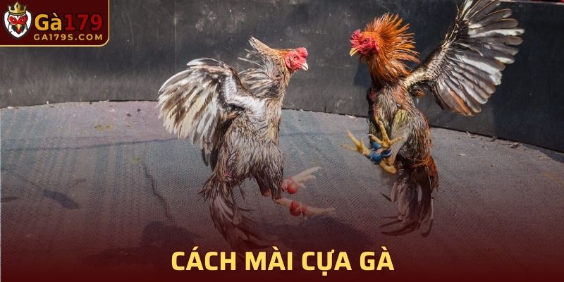 Cách Mài Cựa Gà