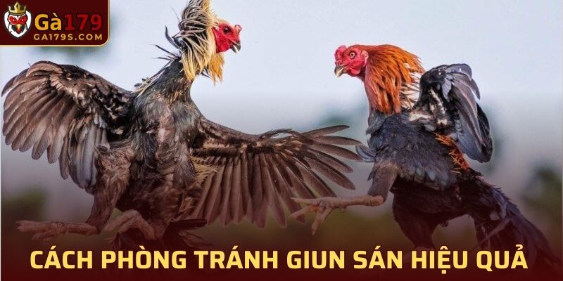 Cách phòng tránh giun sán cho chiến kê hiệu quả nhất