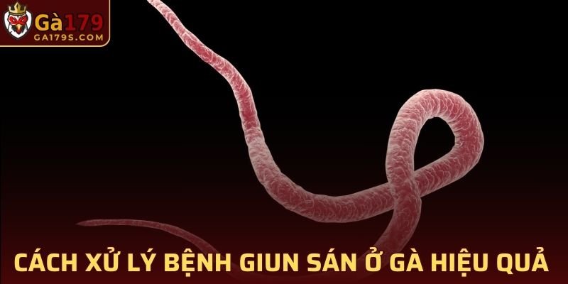 Cách xử lý bệnh giun sán ở gà hiệu quả nhất