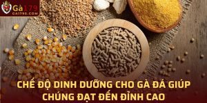 Chế Độ Dinh Dưỡng Cho Gà Đá