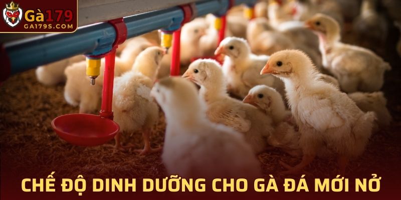 Chế độ dinh dưỡng cho gà đá mới nở