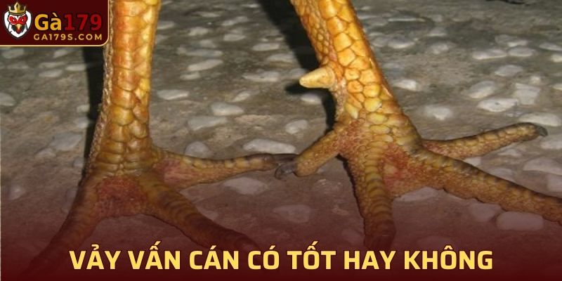 Chiến kê có vảy gà Vấn Cán có tốt hay không