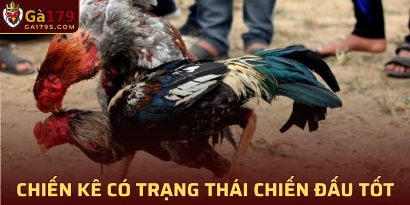 Chiến kê Giáp Vy Đao thường có trạng thái chiến đấu tốt