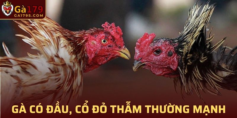 Chiến kê sở hữu đầu và cổ màu đỏ thẫm thường sẽ khá mạnh khi chiến đấu