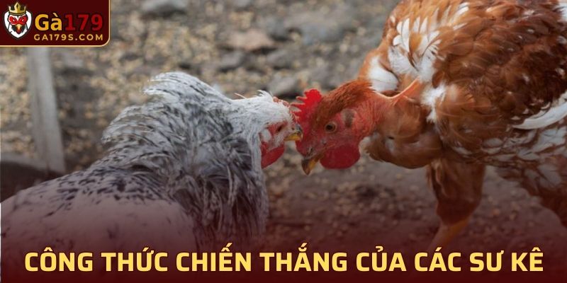 Công thức chiến thắng của các sư kê