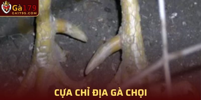 Cựa chỉ địa có ở những chiến kê đặc biệt