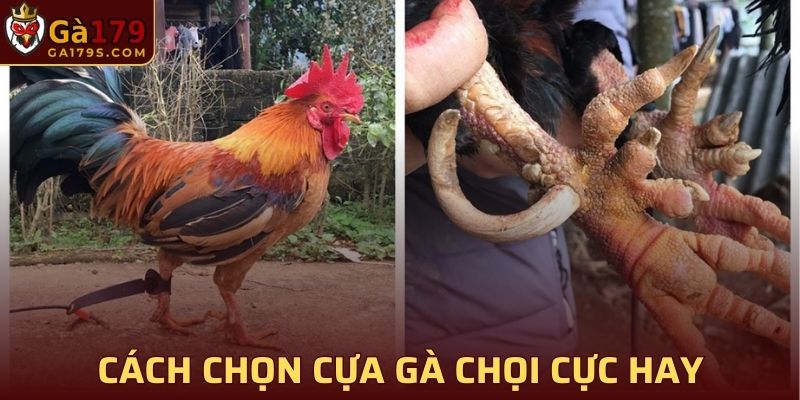 Cựa gà quá dài cũng sẽ khiến gà kém linh hoạt