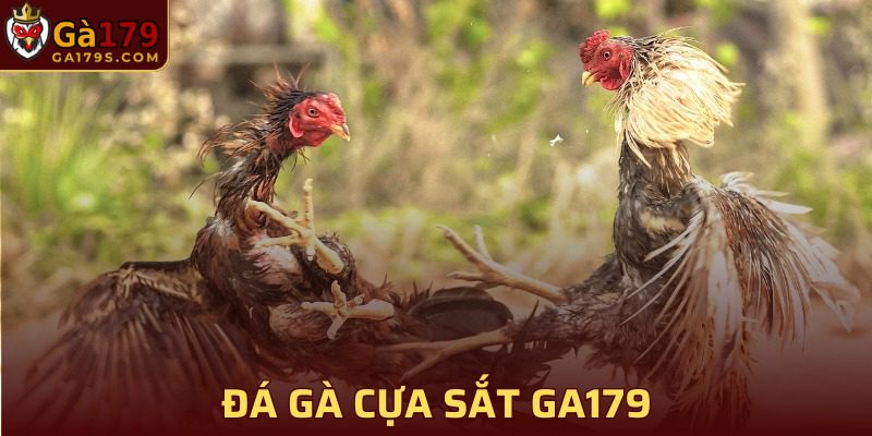 Đá gà cựa sắt