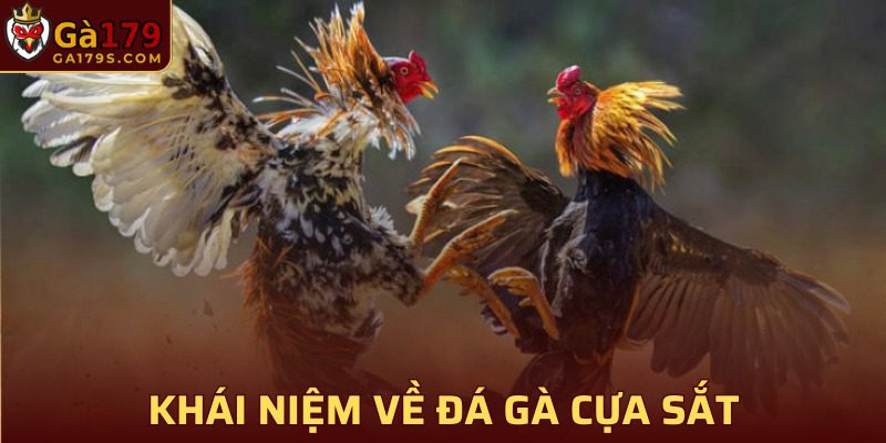 Đá gà cựa sắt - Trò cược sôi động nhất hiện nay