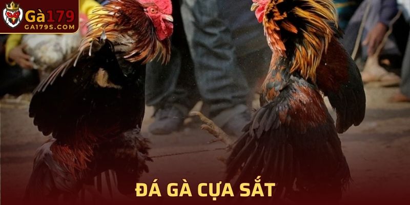 Đá gà cựa sắt