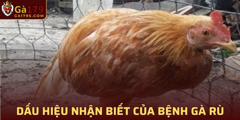 Dấu hiệu nhận biết của bệnh rù ở gà