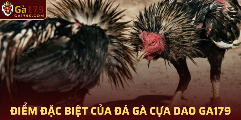 Điểm đặc biệt của đá gà cựa dao của GA179