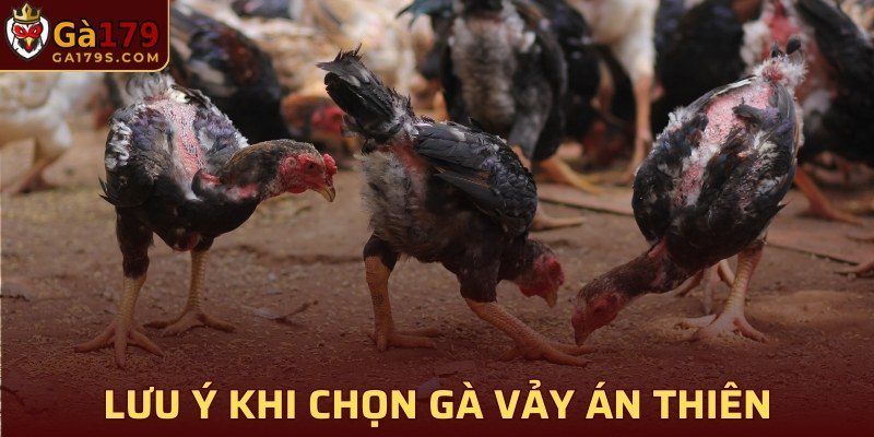 Điều cược thủ cần lưu ý khi chọn gà vảy Án Thiên