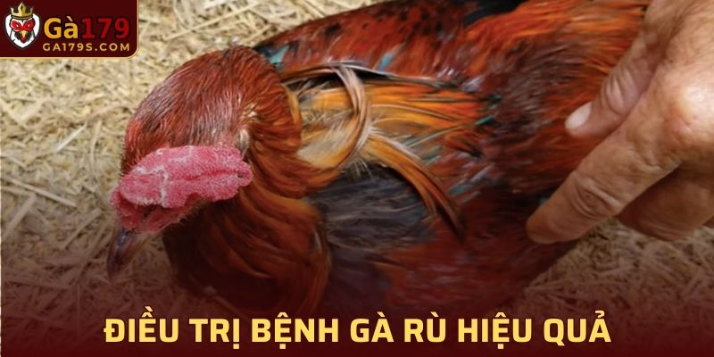 Điều trị bệnh rù ở gà hiệu quả và ngăn ngừa lây lan