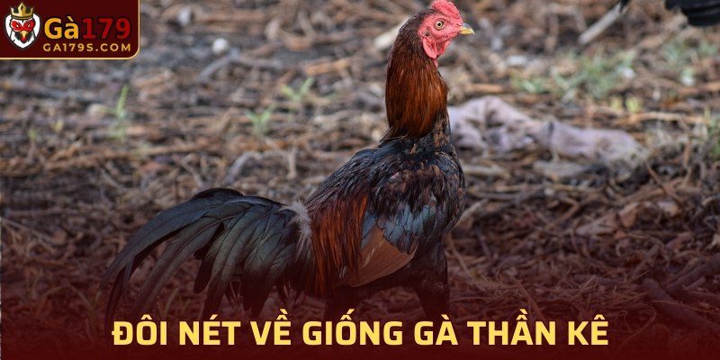 Đôi nét thông tin về giống gà Thần kê là gì