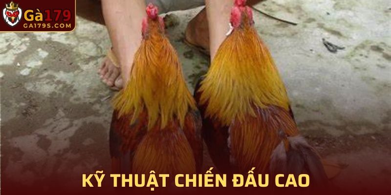 Dòng gà Linh Kê mang sức mạnh lớn