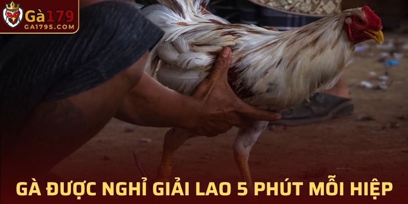 Gà chiến sẽ được nghỉ giải lao 5 phút mỗi hiệp