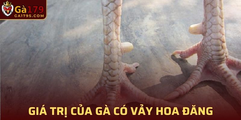 Gà có vảy hoa đăng có giá trị lớn