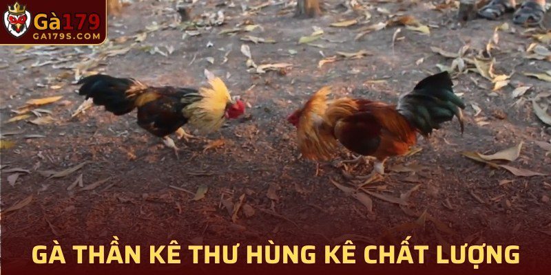 Gà Thần kê thư hùng kê chất lượng cao