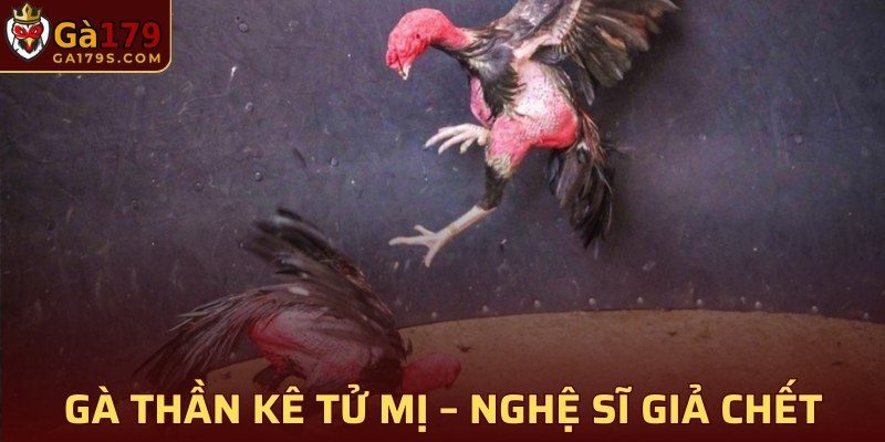 Gà Thần kê Tử Mị – Nghệ sĩ giả chết