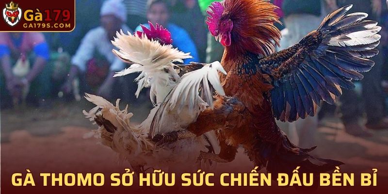 Gà Thomo sở hữu sức chiến đấu bền bỉ, dễ dàng thắng nhanh