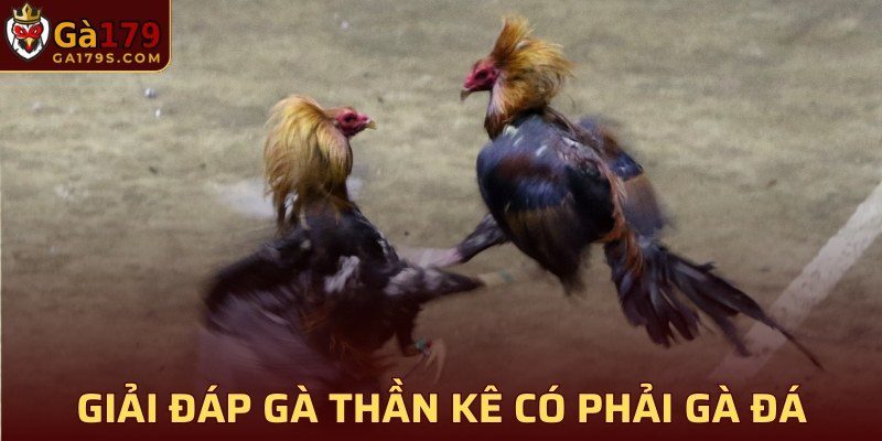 Giải đáp Gà Thần kê có phải gà đá hay không