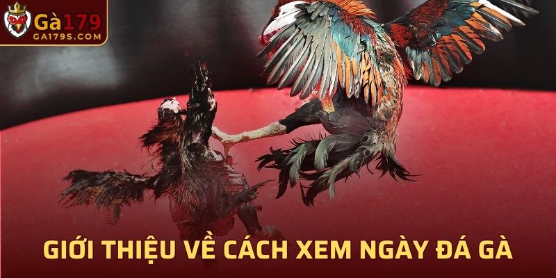 Giới thiệu chung về cách xem ngày đá gà