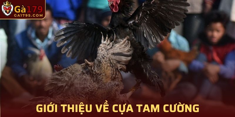 Giới thiệu về cựa tam cường