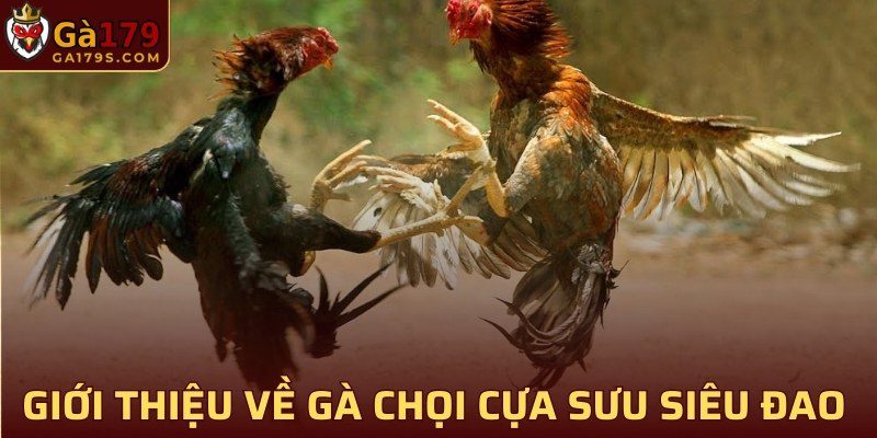 Giới thiệu về gà chọi cựa sưu siêu đao