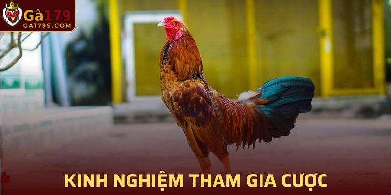 Giữ vững tâm lý khi tham gia cá cược