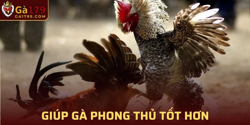 Giúp gà phòng thủ tốt hơn