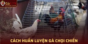 Huấn Luyện Gà Chọi Chiến