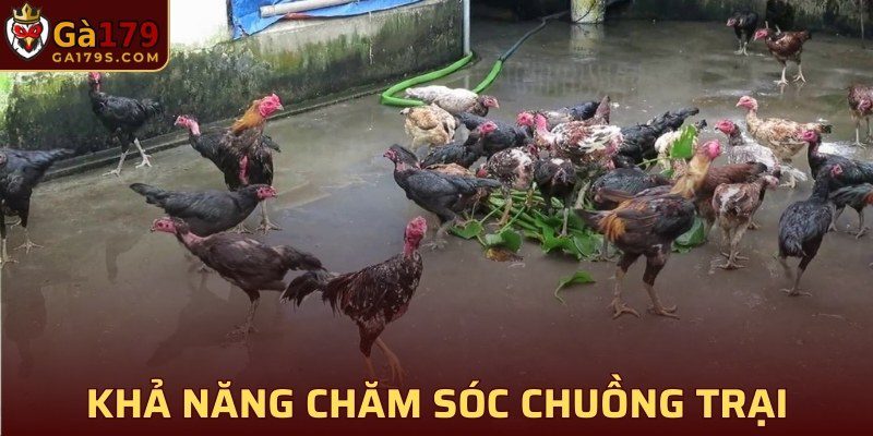 Huấn luyện gà chọi chiến với khả năng chăm sóc chuồng trại