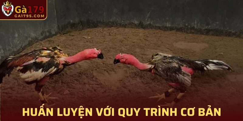 Huấn luyện gà chọi chiến với quy trình nuôi cơ bản